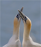 Northern Gannets greeting ritual. David Chiverton APAGB